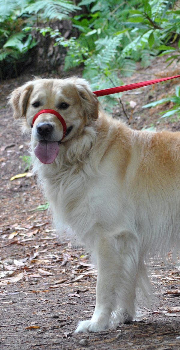 Uniwalker Figure of 8 training dog lead red