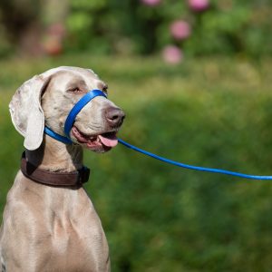 UniWalker Training Dog Lead – Blue
