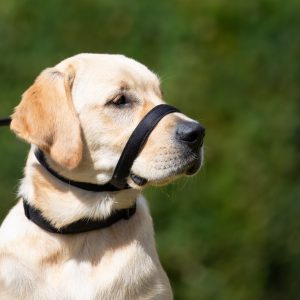 UniWalker Training Dog Lead – Black